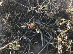 Jamesbrittenia aurantiaca