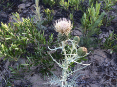 Cirsium pitcheri