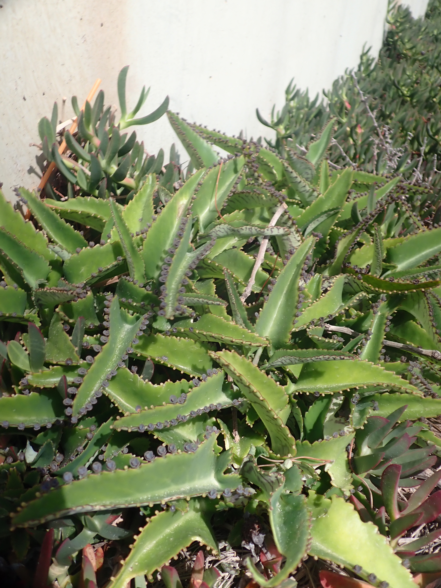 Alligator Plant (Kalanchoe daigremontiana)  iNaturalist