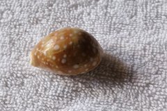 Lyncina vitellus