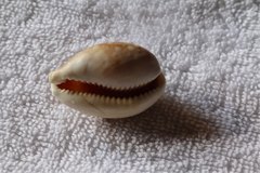 Lyncina vitellus