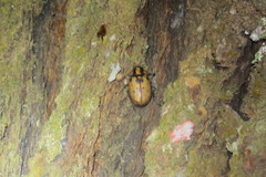 Cyclocephala mafaffa