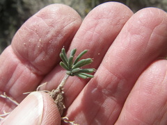 Eriospermum proliferum