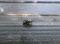 Deraeocoris sanghonami