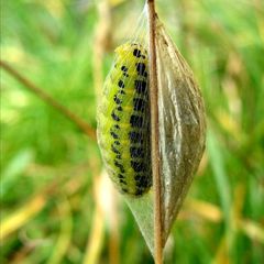 Zygaena filipendulae