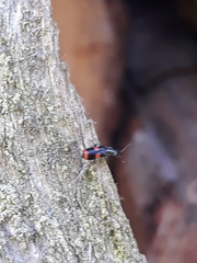 Anthocomus fasciatus