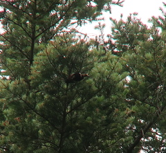 Dendrocopos major