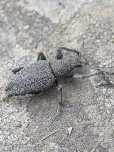 Otiorhynchus caudatus