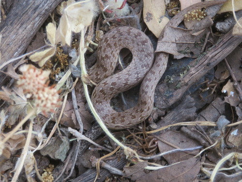 Photo of a Striped Dwarf Snake (Eirenis lineomaculatus)