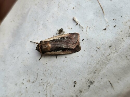 Flame Shoulder Moth, Pieterburen, Netherlands, photo 8 of 10