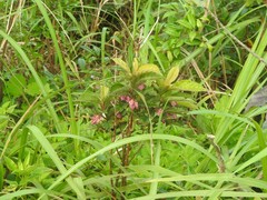 Clerodendrum fortunatum