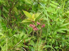 Clerodendrum fortunatum