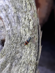 Anthocomus fasciatus
