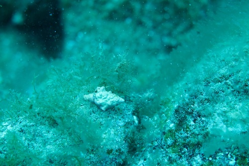 Hemipolygona armata