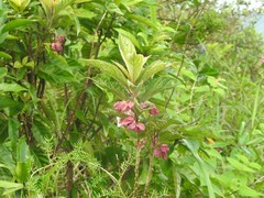 Clerodendrum fortunatum