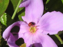 Hemithyrsocera palliata