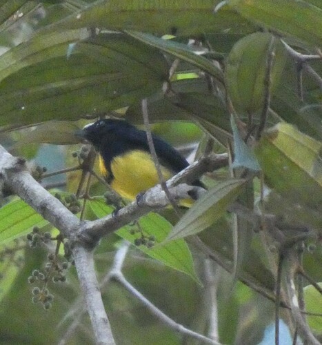White-fronted Manakin (Lepidothrix serena)