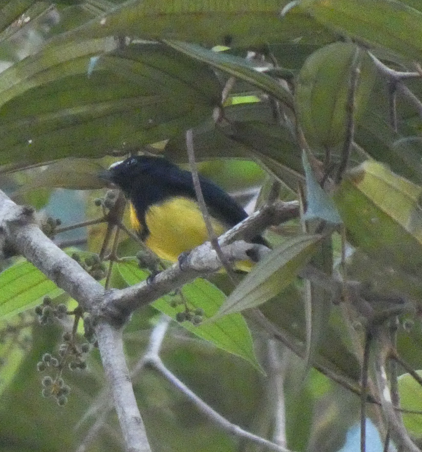 White-fronted Manakin (Lepidothrix serena), photo 1