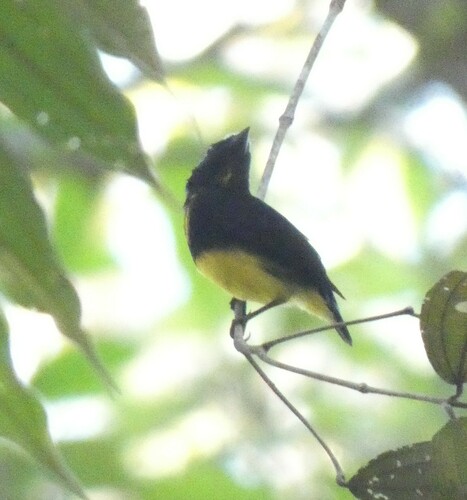 White-fronted Manakin (Lepidothrix serena), photo 2