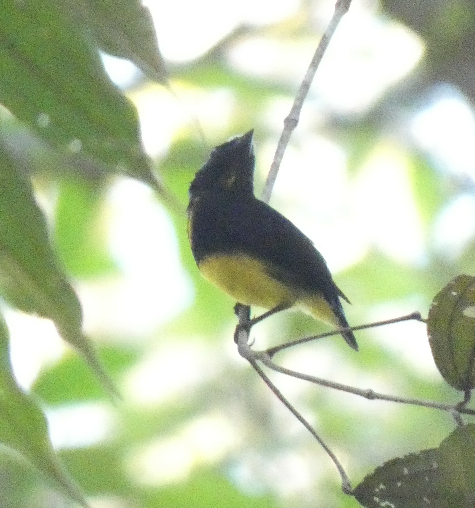 White-fronted Manakin (Lepidothrix serena), photo 2