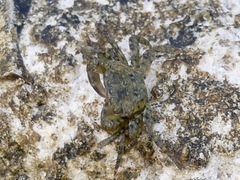 Pachygrapsus