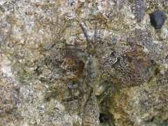 Pachygrapsus