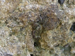 Pachygrapsus