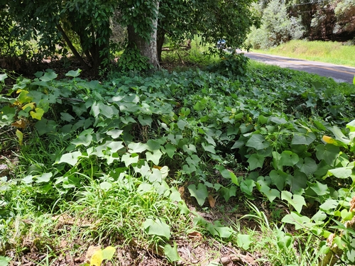 Sechium edule observed 2024-07-18