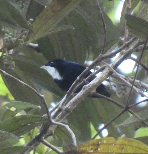 White-throated Manakin (Corapipo gutturalis), photo 7