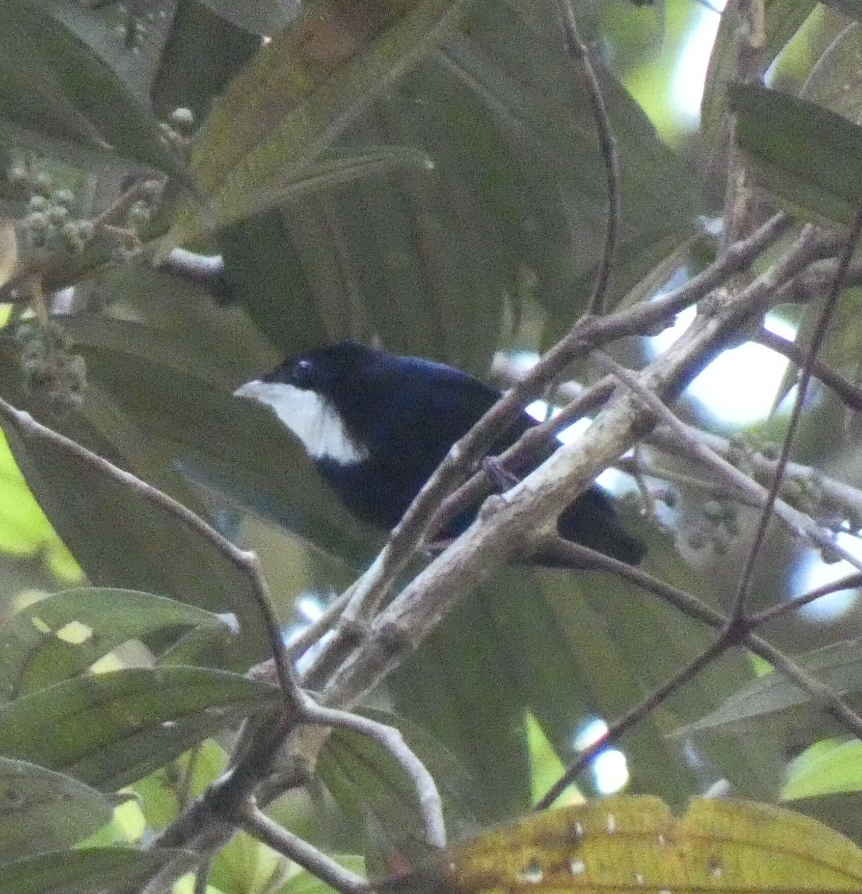White-throated Manakin (Corapipo gutturalis), photo 3