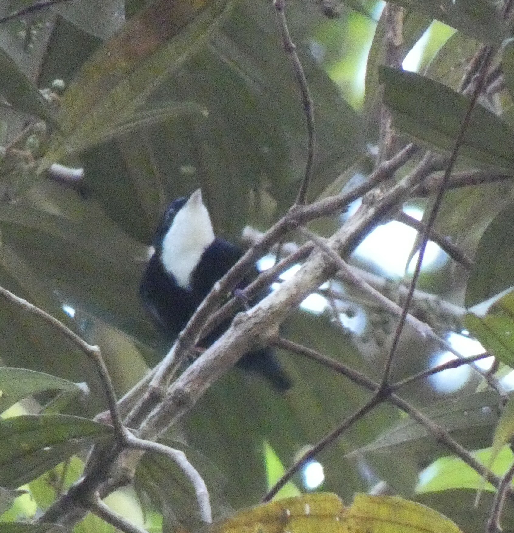 White-throated Manakin (Corapipo gutturalis), photo 4