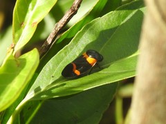 Cosmoscarta abdominalis