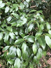Syzygium francisii