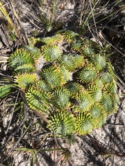 Paepalanthus aretioides