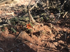 Jamesbrittenia aurantiaca