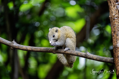 Gray-Bellied Squirrel photo 4