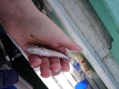 Merlangius merlangus