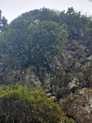 Image of Sideroxylon mirmulano by (c) Vítor Jorge, some rights reserved (CC BY)