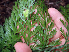 Asplenium × lucrosum
