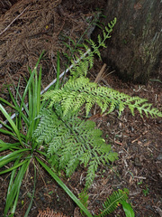 Asplenium × lucrosum