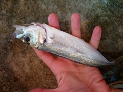 Trachurus