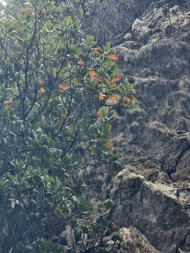 Image of Sideroxylon mirmulano by (c) Vítor Jorge, some rights reserved (CC BY)