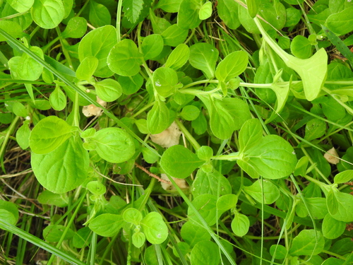 Image of Nama jamaicensis by (c) saltyhiker, some rights reserved (CC BY)