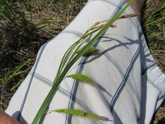 Carex paleacea