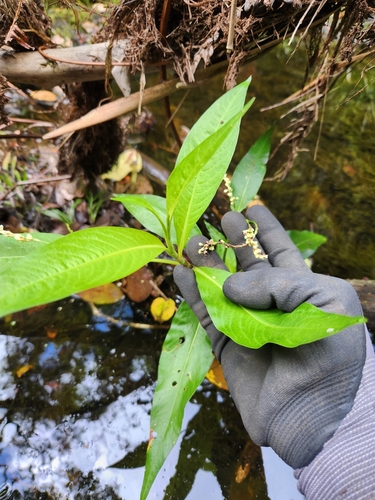Persicaria glabra observed 2024-07-22