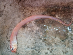 Cepola macrophthalma
