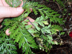 Asplenium × lucrosum