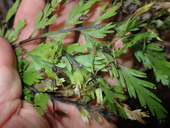Asplenium × lucrosum