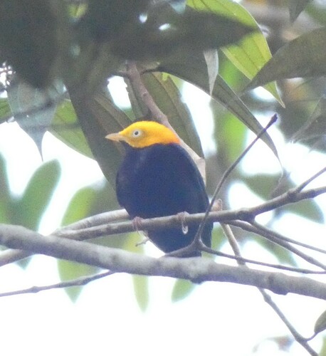 Manakin à tête d'or (Ceratopipra erythrocephala)