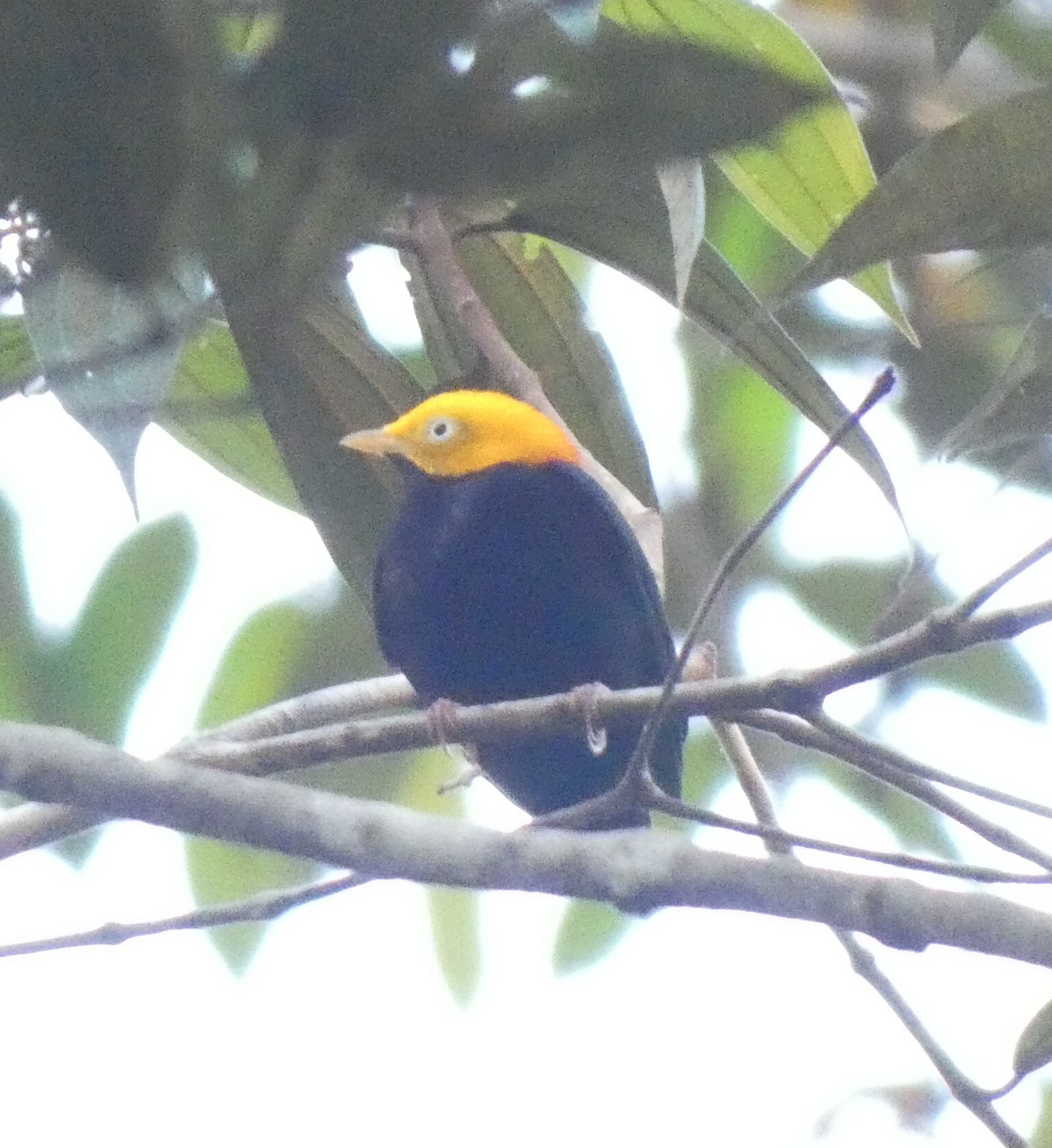 Golden-headed Manakin illustration